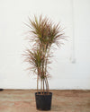 DRACAENA MARGINATA STAGGERED 'RED PRINCESS' 12" Grower Pot (5.5 ft tall)