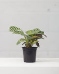 CALATHEA 'CTENANTHE BURLE-MARXII' 4" Grower Pot