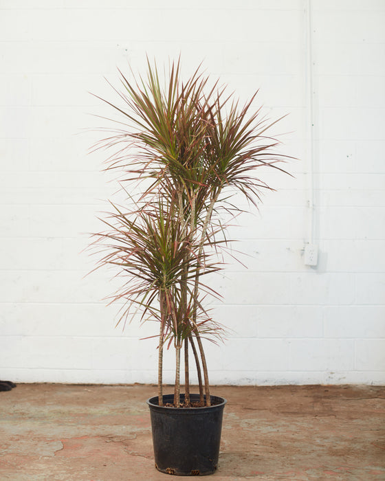 DRACAENA MARGINATA STAGGERED 'RED PRINCESS' 12" Grower Pot (5.5 ft tall)