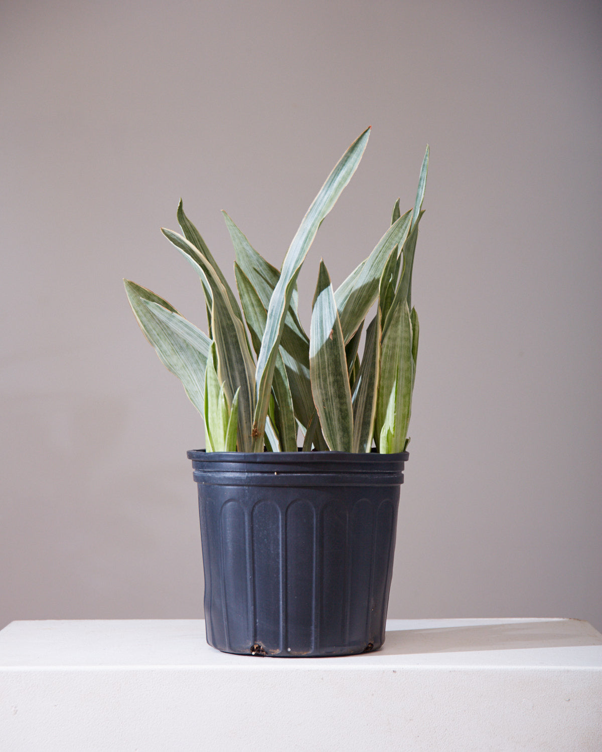 silver queen snake plant care Silver Queen Snake Plant: Sansevieria trifasciata 'Sayuri'