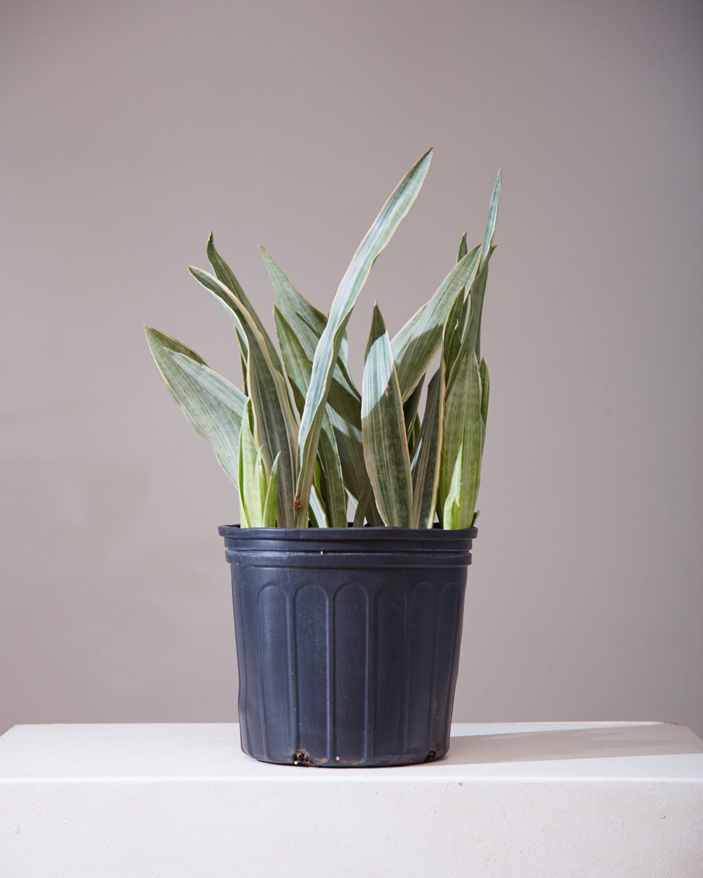 Silver Queen Snake Plant: Sansevieria trifasciata 'Sayuri' - 10 inch pot - 3 foot tall
