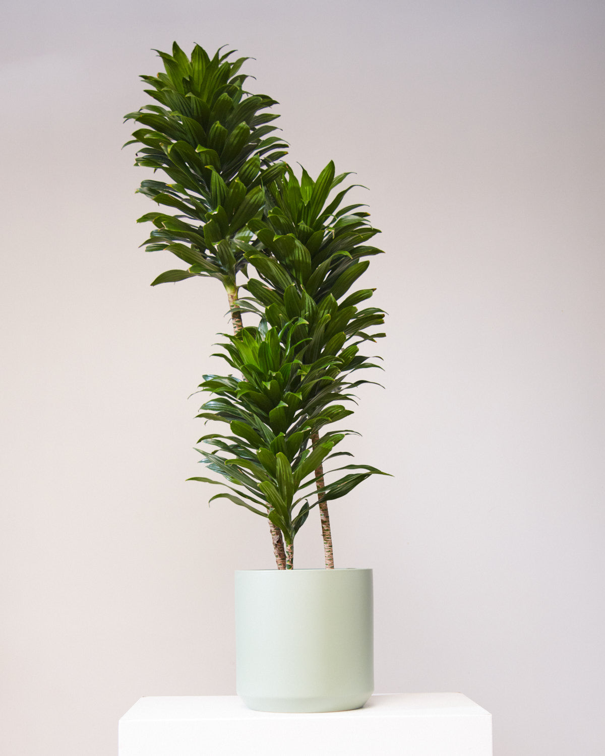 dracaena frag compacta Staggered Janet Craig: Dracaena fragrans 'Compacta' - 10 inch pot