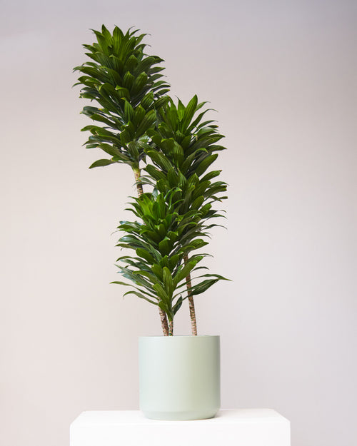 Staggered Janet Craig: Dracaena fragrans 'Compacta' - 10 inch pot - 4-5 foot tall