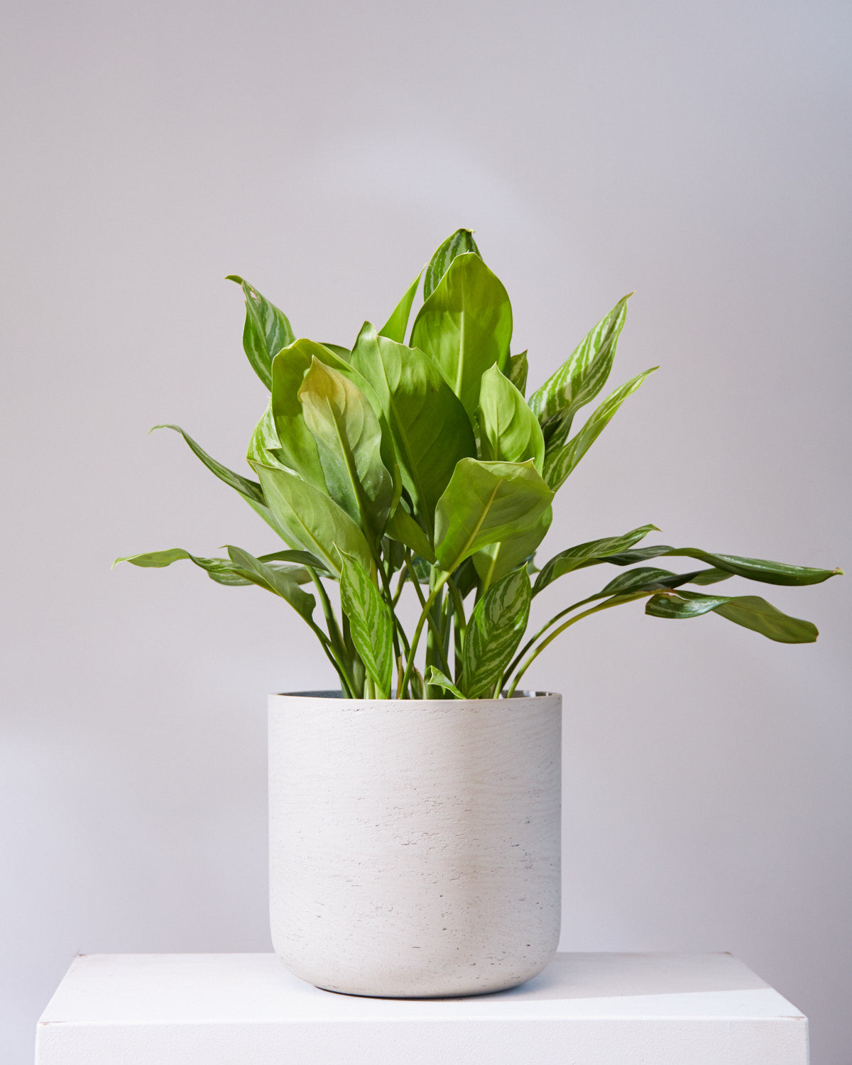 ABBOTT GREY PLANTER Medium 12.5 Inch