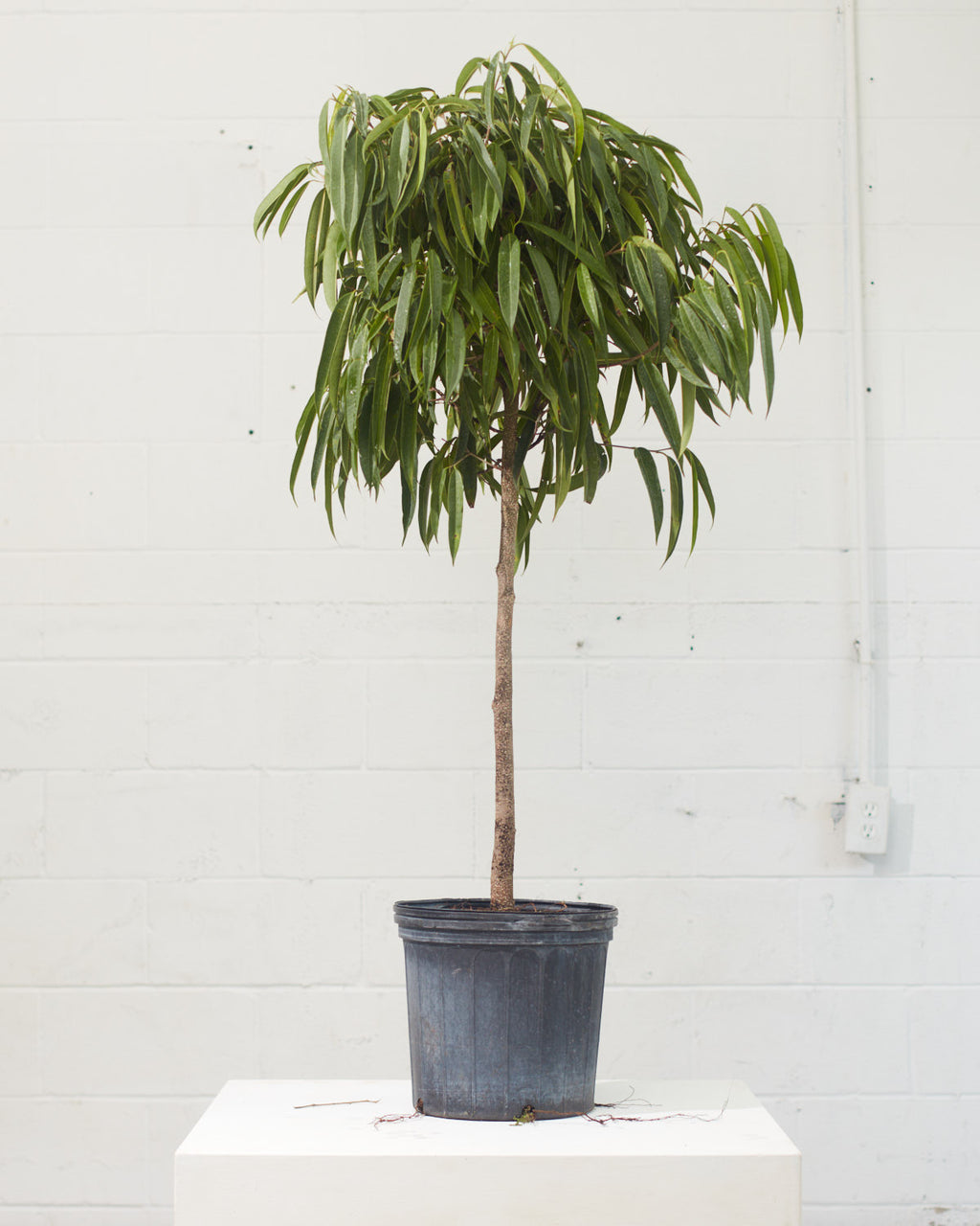 Banana Fig: Ficus alii - 12 inch pot - 4-5 foot tall