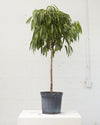 FICUS ALII STANDARD 14" Grower Pot (5-6' tall)