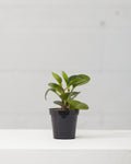 Baby Rubber Plant: Peperomia obtusifolia - 4 inch pot