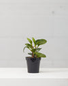 PEPEROMIA OBSTUSIFOLIA 4" Grower Pot