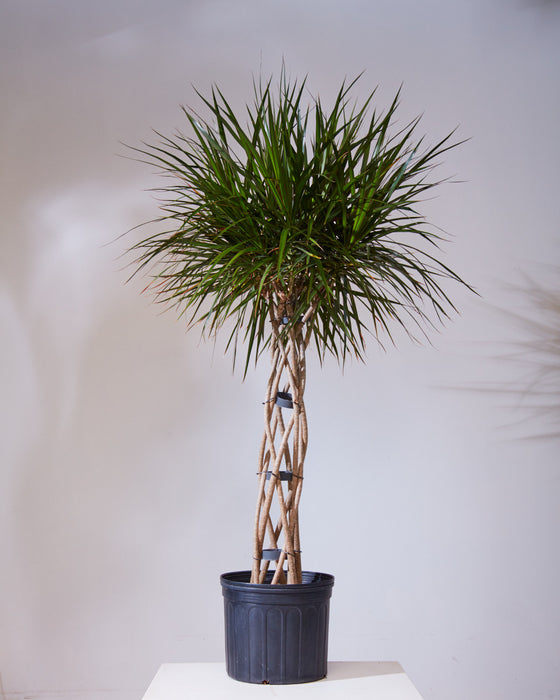 DRACAENA MARGINATA OPEN WEAVE 14 INCH. Grower Pot (5-6 ft tall)