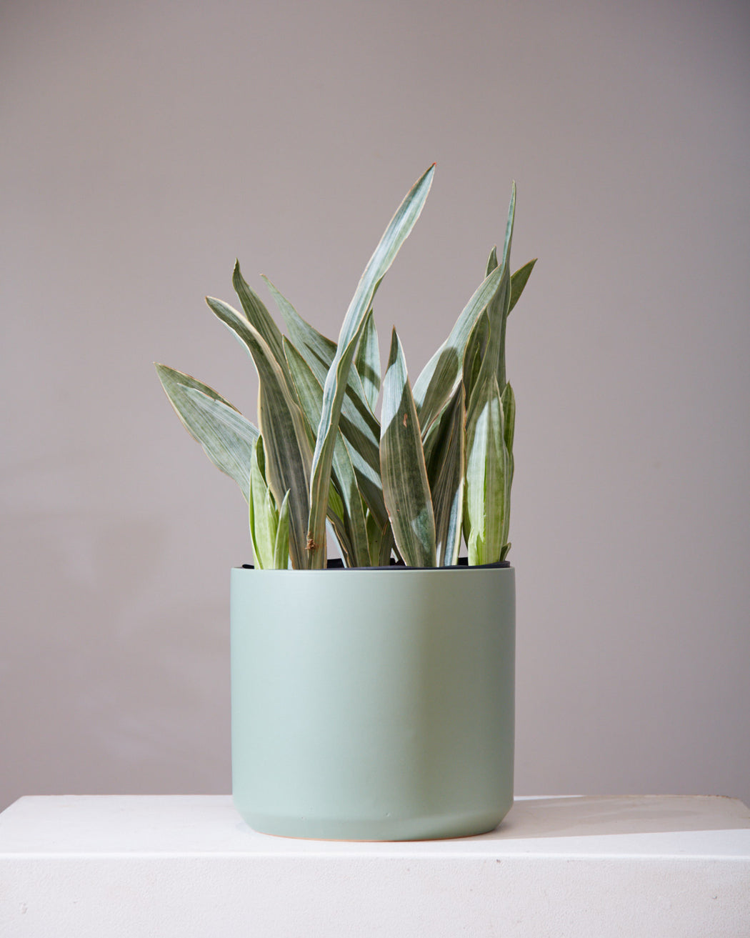 SNAKE PLANT (SANSEVIERIA 'SAYURI') 10" Grower Pot