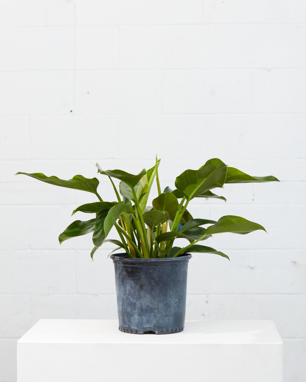 Green Congo: Philodendron hederaceum - 10 inch pot