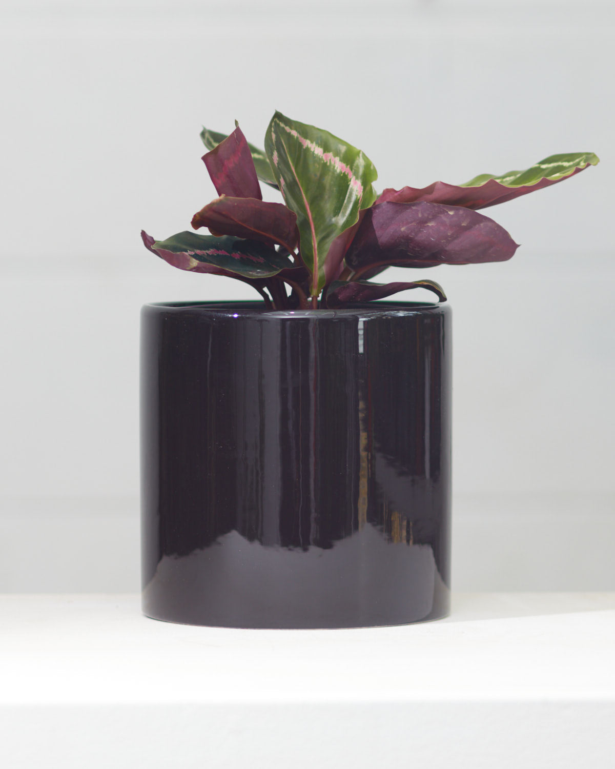 Pinstripe Calathea: Goeppertia ornata - 6 inch pot