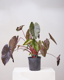  COLOCASIA 'BLACK RIPPELLA' 10" Grower Pot