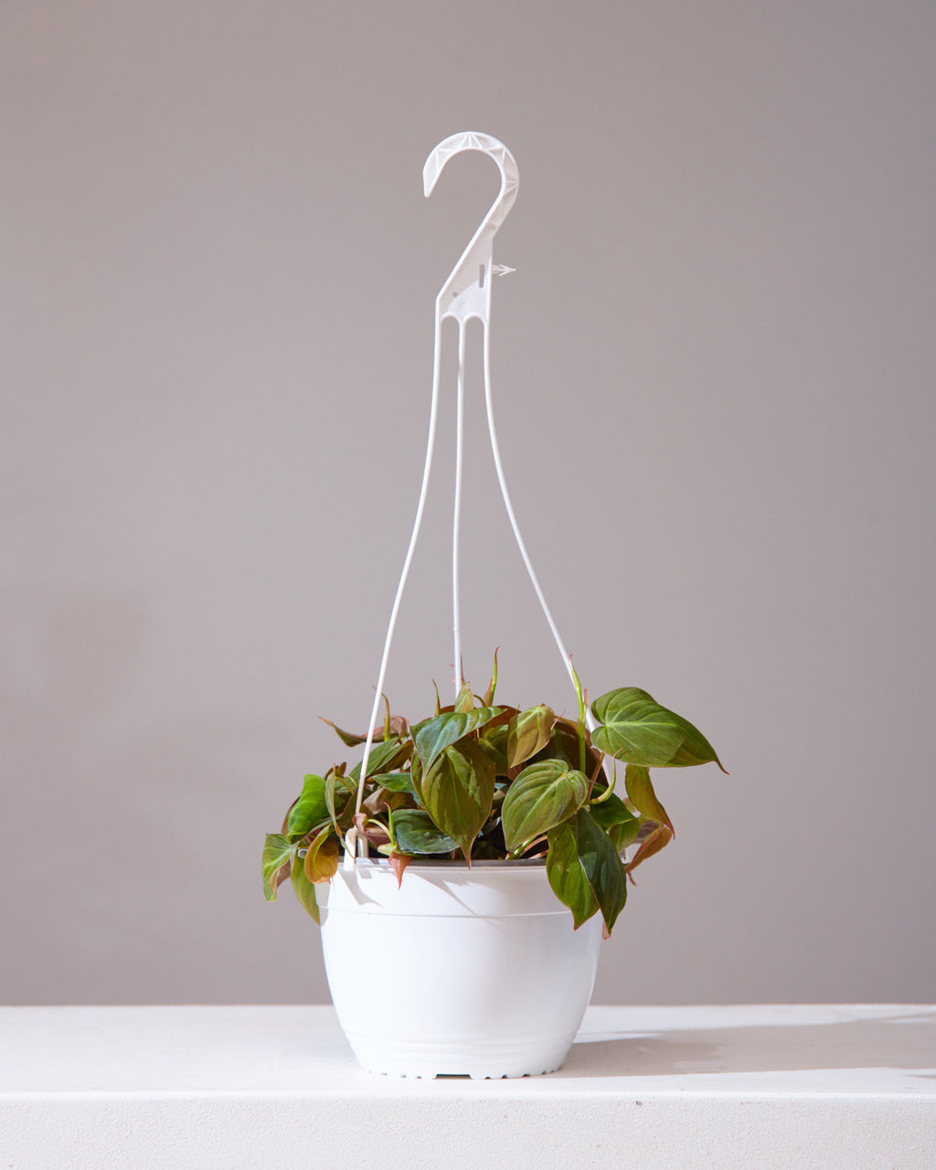 Velvet Leaf: Philodendron micans - 8 inch hanging basket