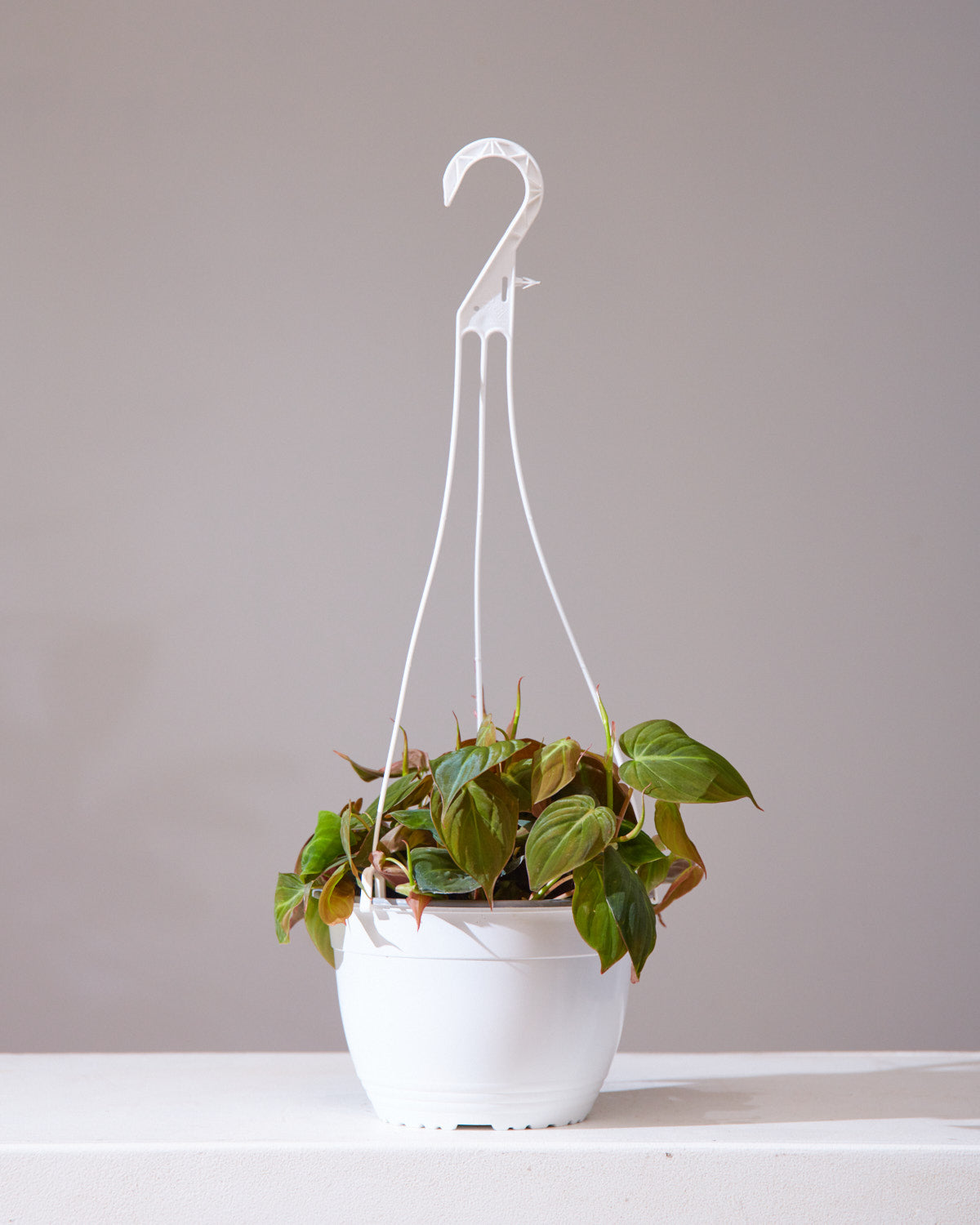 Velvet Leaf: Philodendron micans - 8 inch hanging basket