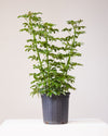 SCHEFFLERA ARBORICOLA COMPACTA 8" Grower Pot