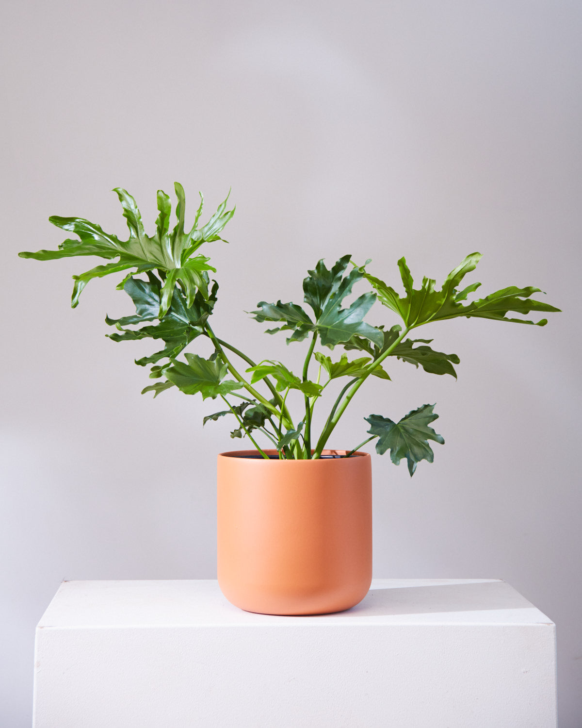 CERAMIC PLANTER Medium 9.5 Inch