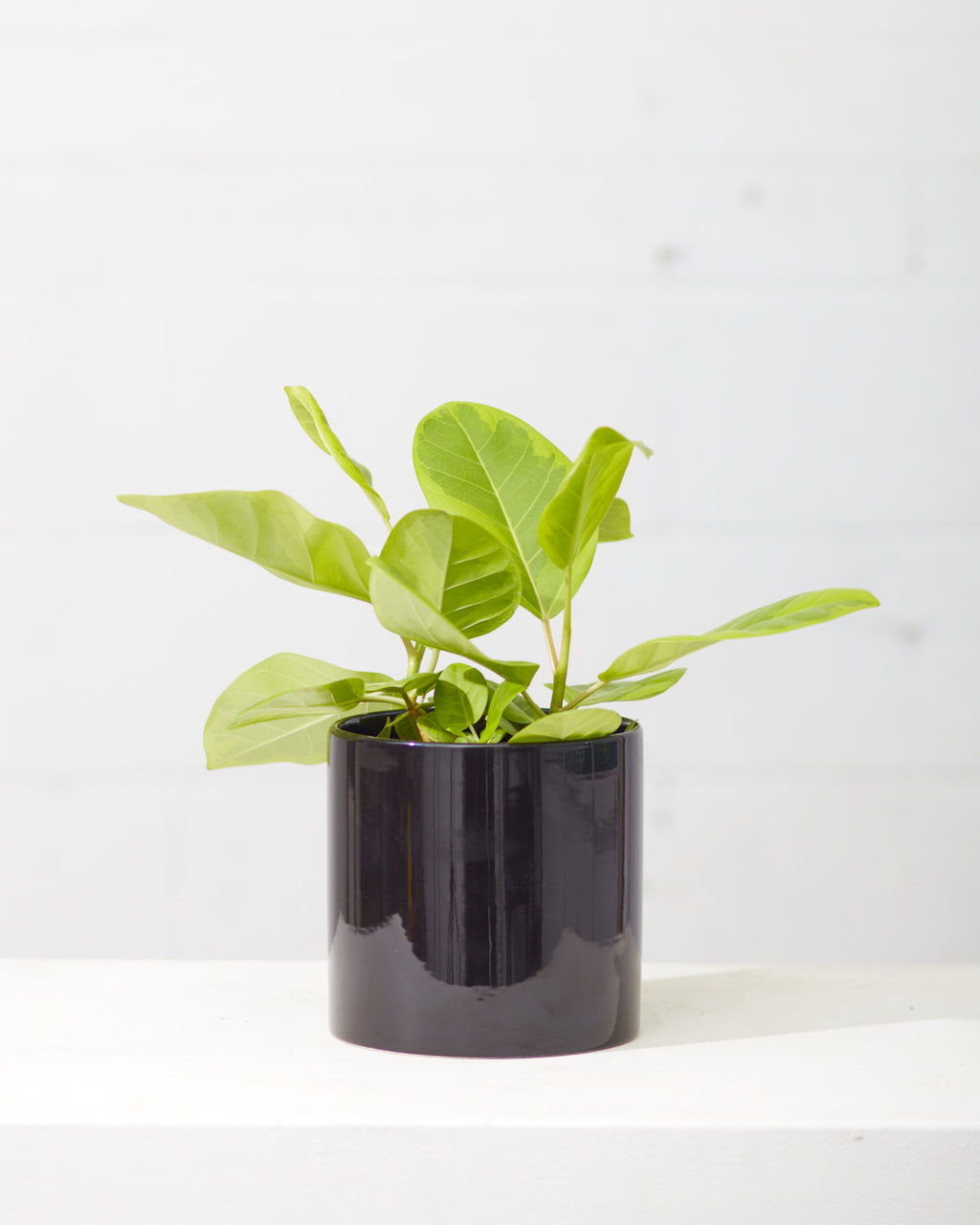 Yellow Gem Fig: Ficus altissima - 6 inch pot