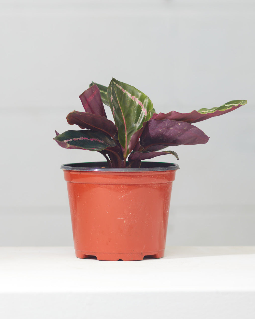 Pinstripe Calathea: Goeppertia ornata - 6 inch pot