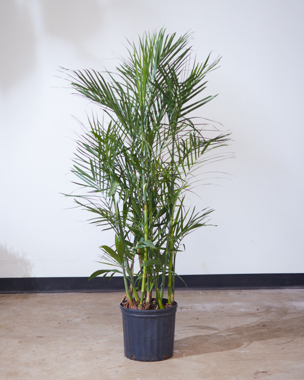 PALM SEIFRIZII 'BAMBOO PALM' 10" Grower Pot (4.5'- 5'tall)