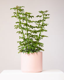  SCHEFFLERA ARBORICOLA COMPACTA 8" Grower Pot