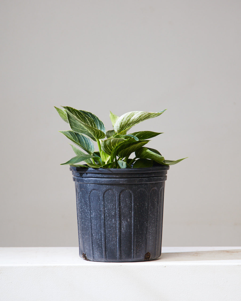 Birkin Plant: Philodendron - 10 inch pot