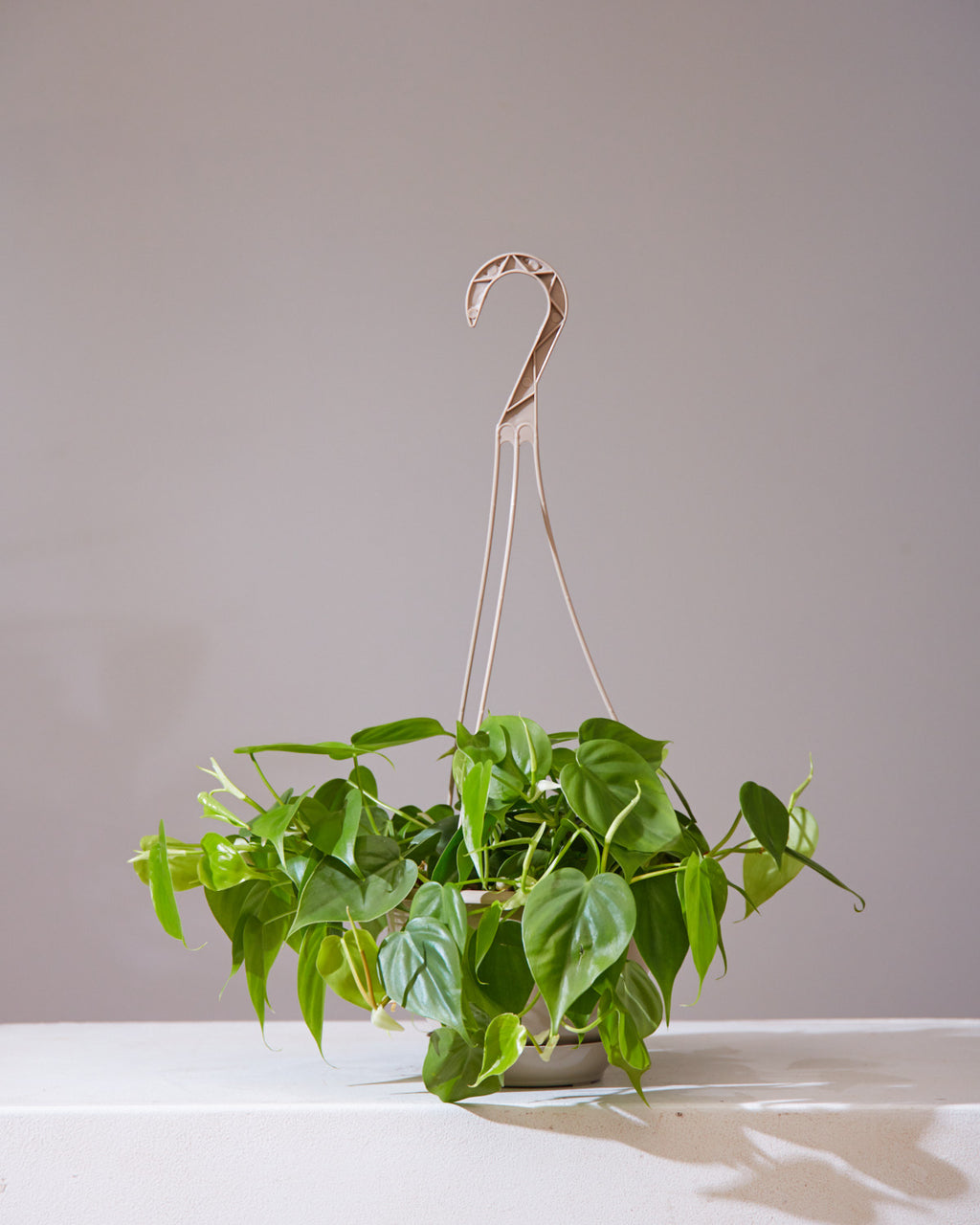 Heart Leaf: Philodendron cordatum - 8 inch hanging basket