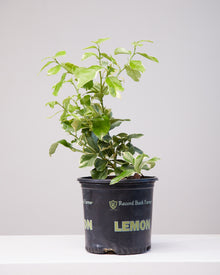  VARIEGATED PINK LEMON 8" Grower Pot