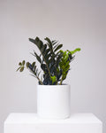 Black ZZ Plant: Zamioculcas zamiifolia 'Raven' - 10 inch pot - 2-3 foot tall