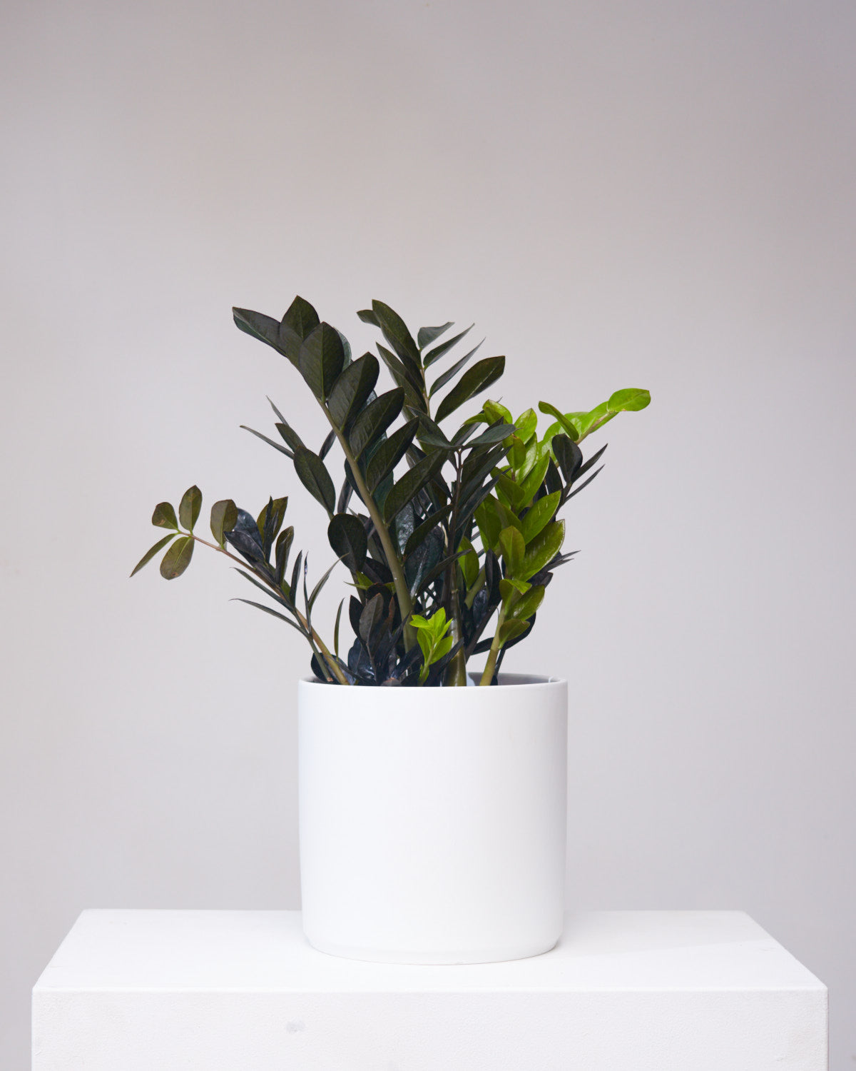 Black ZZ Plant: Zamioculcas zamiifolia 'Raven' - 10 inch pot - 2-3 foot tall