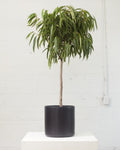 Banana Fig: Ficus alii - 12 inch pot - 4-5 foot tall
