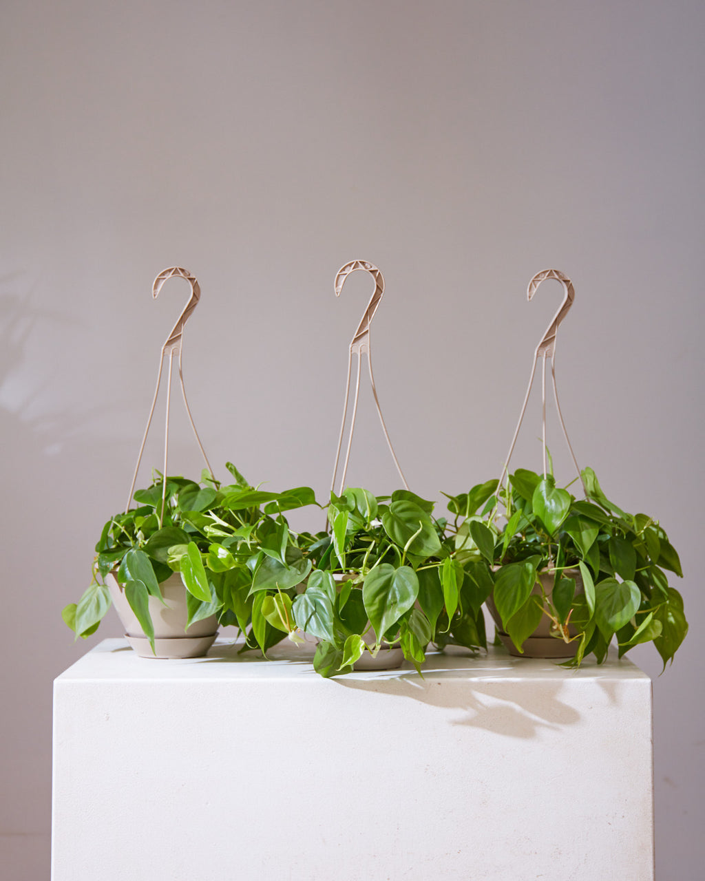 Heart Leaf: Philodendron cordatum - 8 inch hanging basket