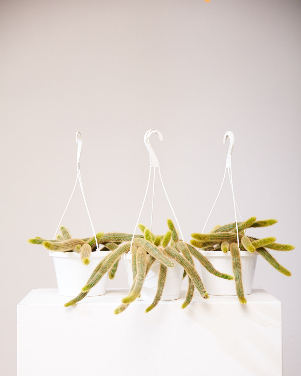 RAT TAIL CACTUS 8" HANGING BASKET