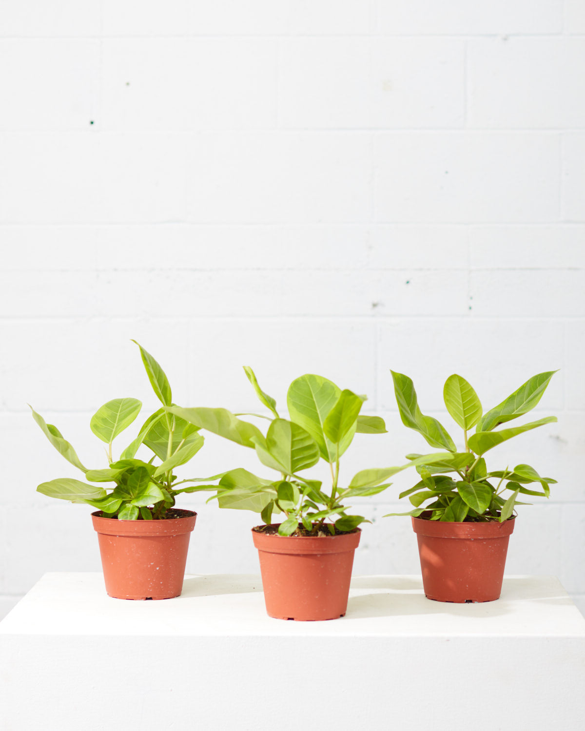 Yellow Gem Fig: Ficus altissima - 6 inch pot