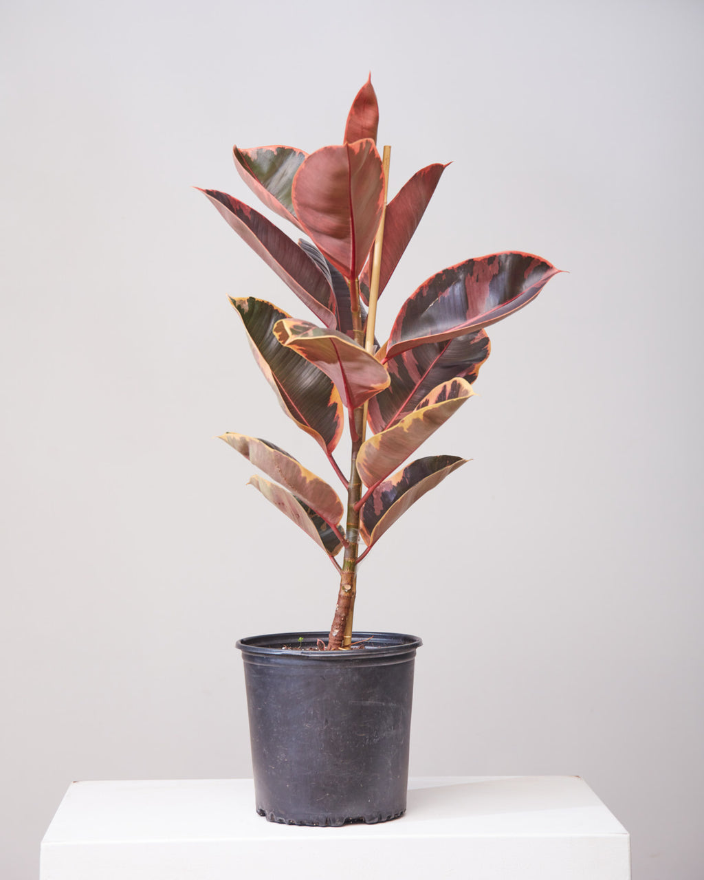 RUBBER PLANT 'FICUS ELASTICA RUBY' COLUMN 10" Grower Pot