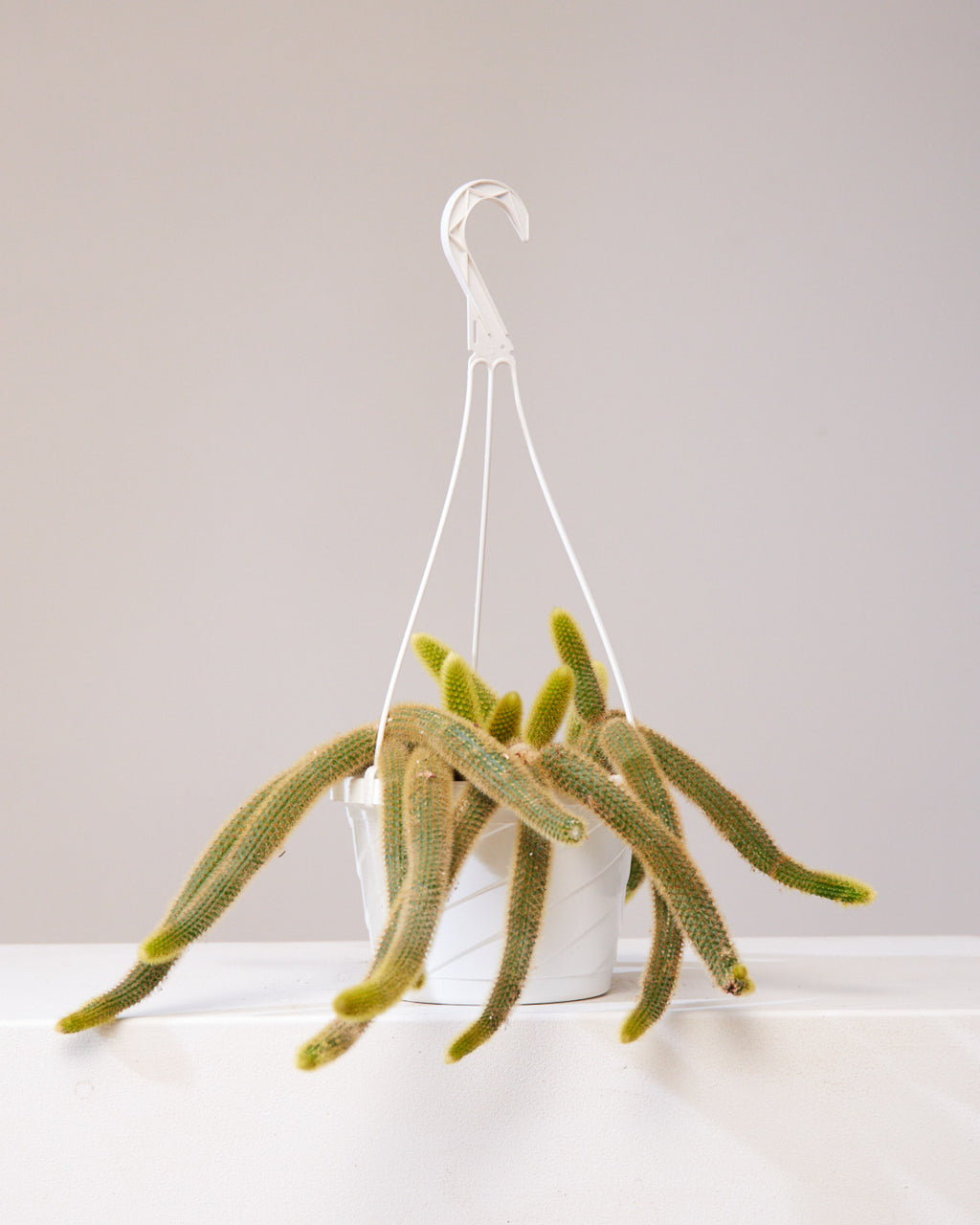 RAT TAIL CACTUS 8" HANGING BASKET