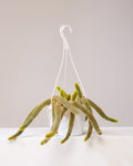 RAT TAIL CACTUS 8" HANGING BASKET