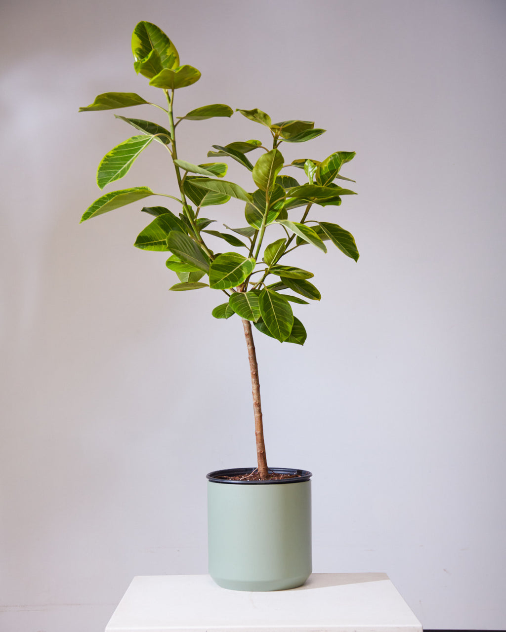 Yellow Gem Fig Tree: Ficus altissima - 12 inch pot - 5.5-6 foot tall