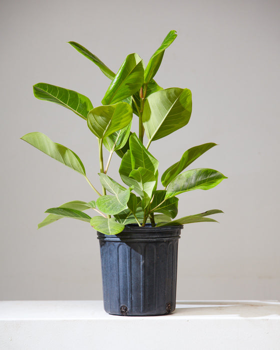 FICUS ALTISSIMA 'YELLOW GEM' 8" Grower Pot (2.5 - 3 ft. tall)