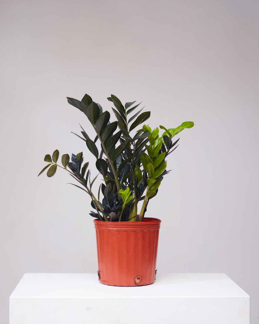 Black ZZ Plant: Zamioculcas zamiifolia 'Raven' - 10 inch pot - 2-3 foot tall