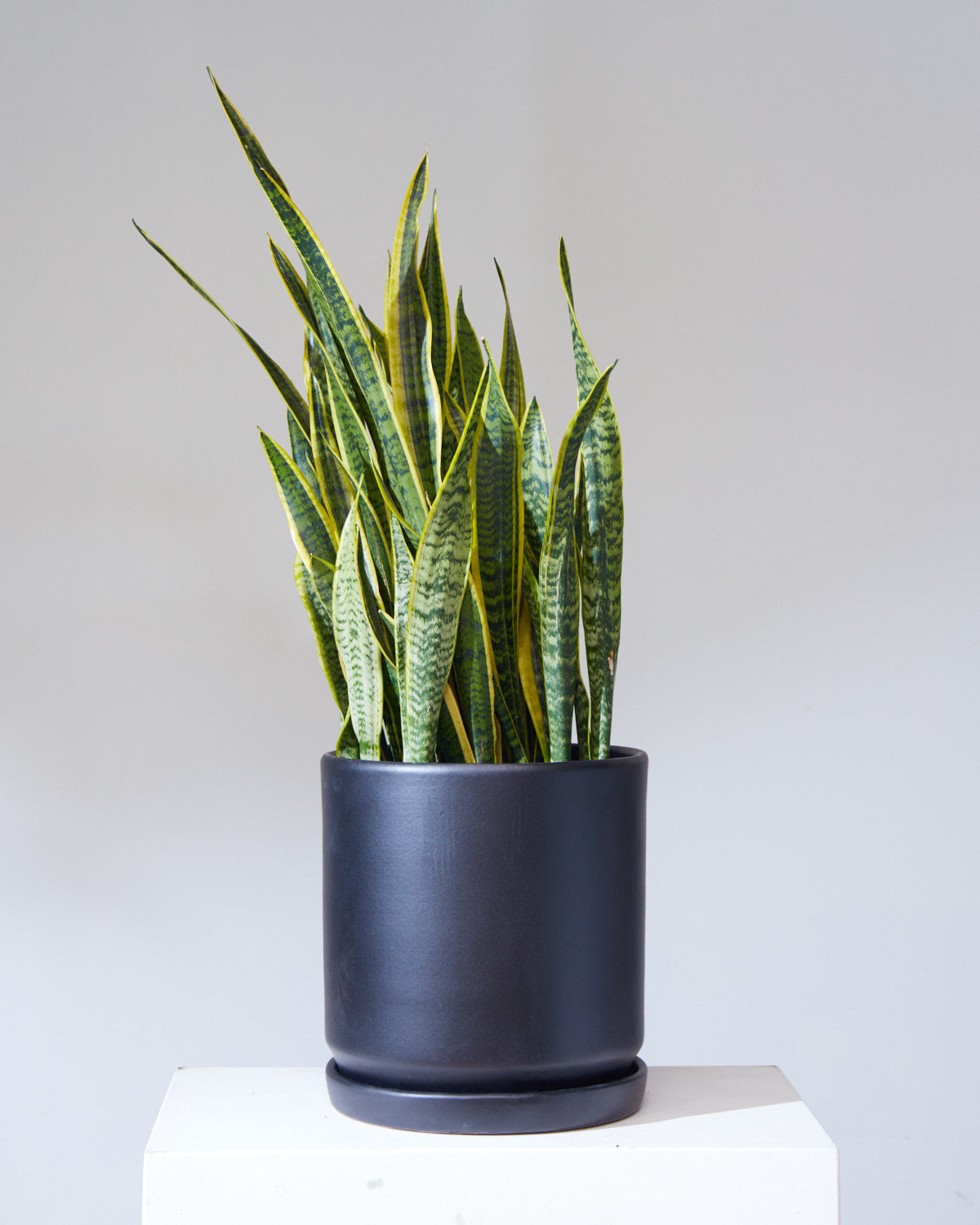Black California Pot with Drainage and Tray | 14 inch Diameter
