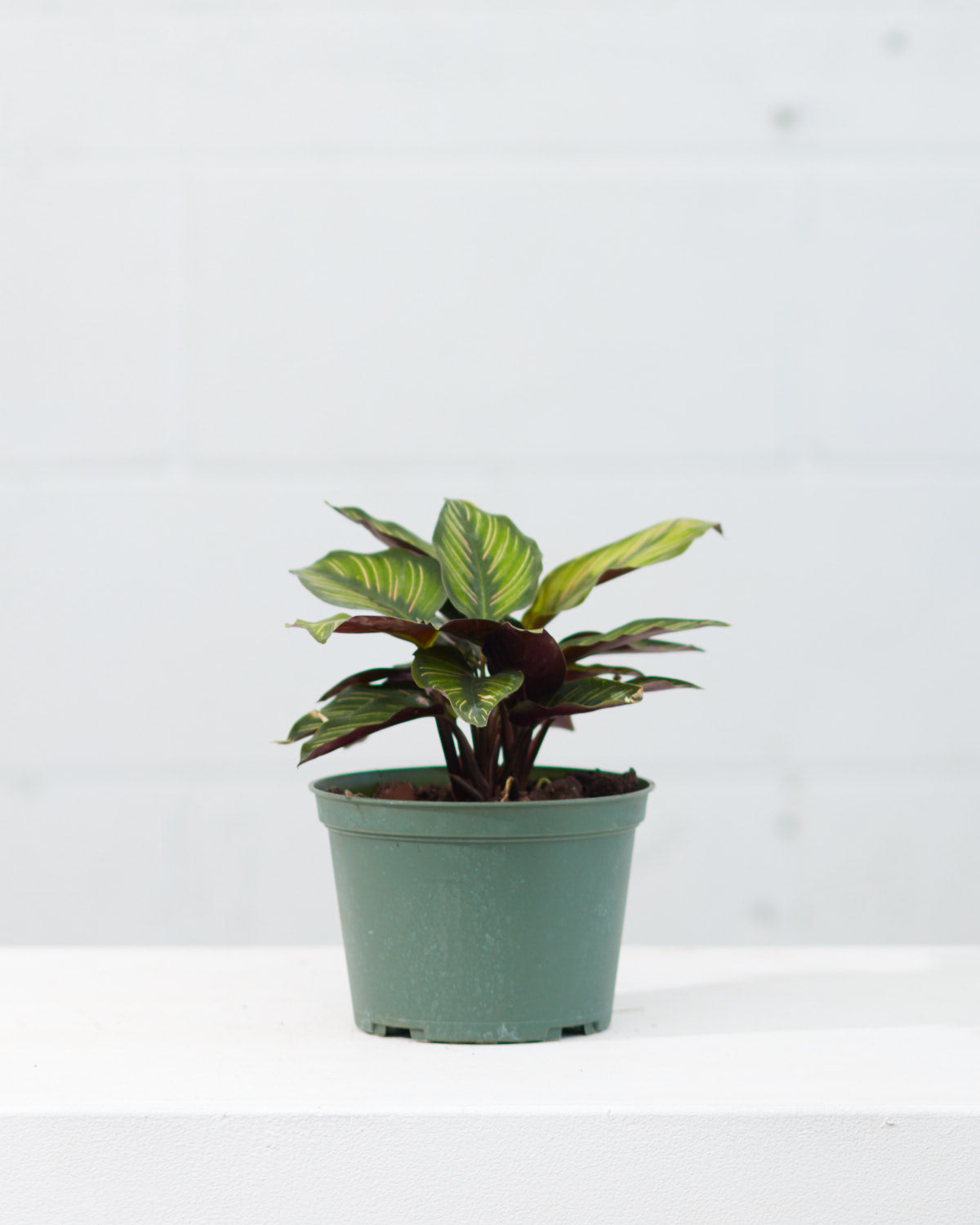 CALATHEA BEAUTY STAR 6" Grower Pot