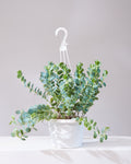 KALANCHOE 'MARNIERIANA' 8" HANGING BASKET
