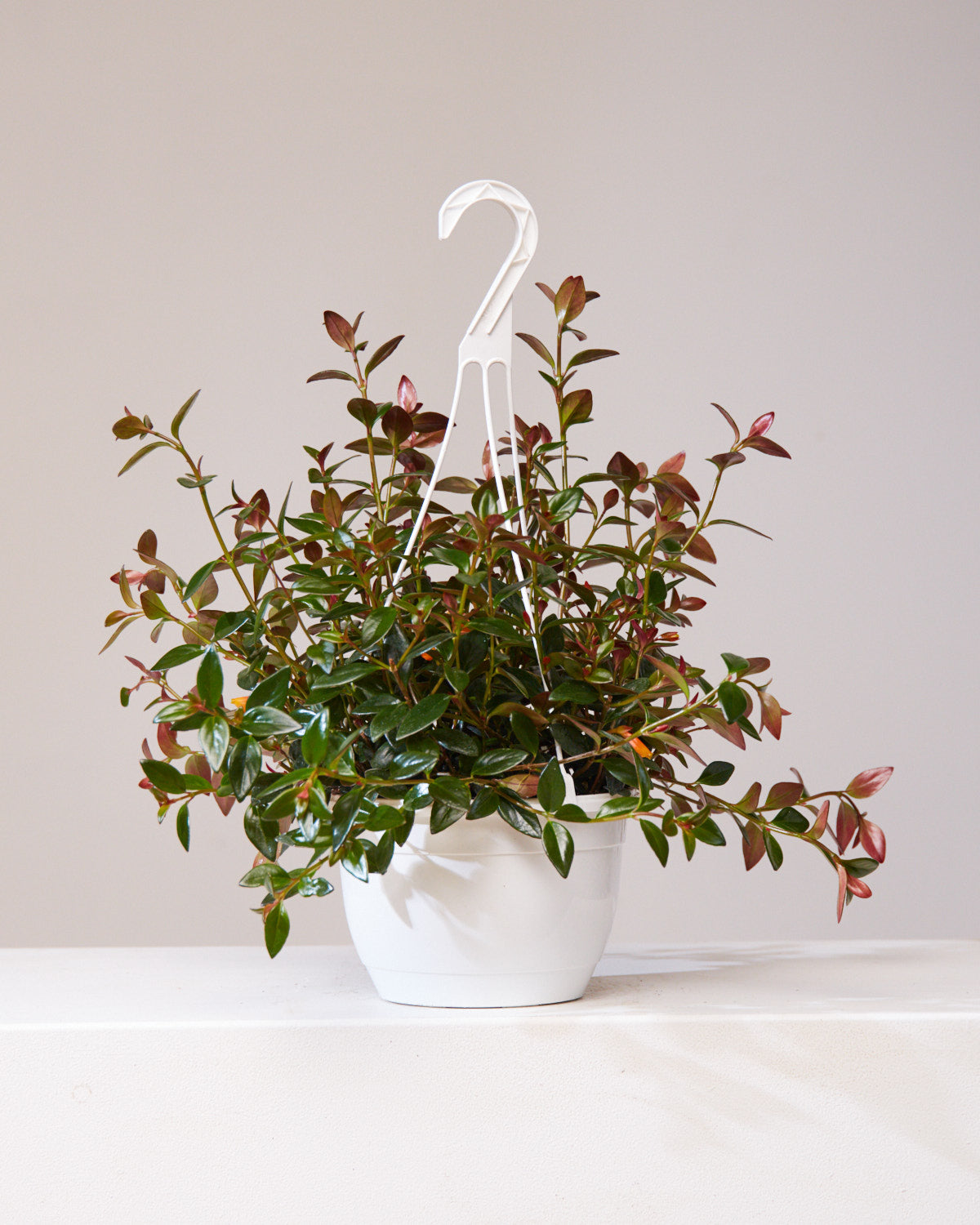Black and Gold Goldfish Plant: Nematanthus gregarious - 8 inch hanging basket