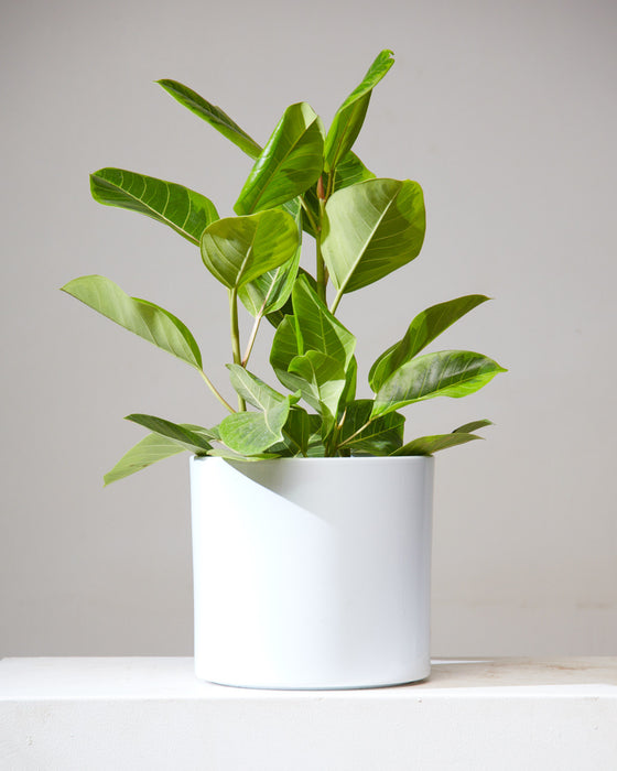 FICUS ALTISSIMA 'YELLOW GEM' 8" Grower Pot (2.5 - 3 ft. tall)