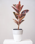 Lifestyle Planter | 10 inch Nursery Pot