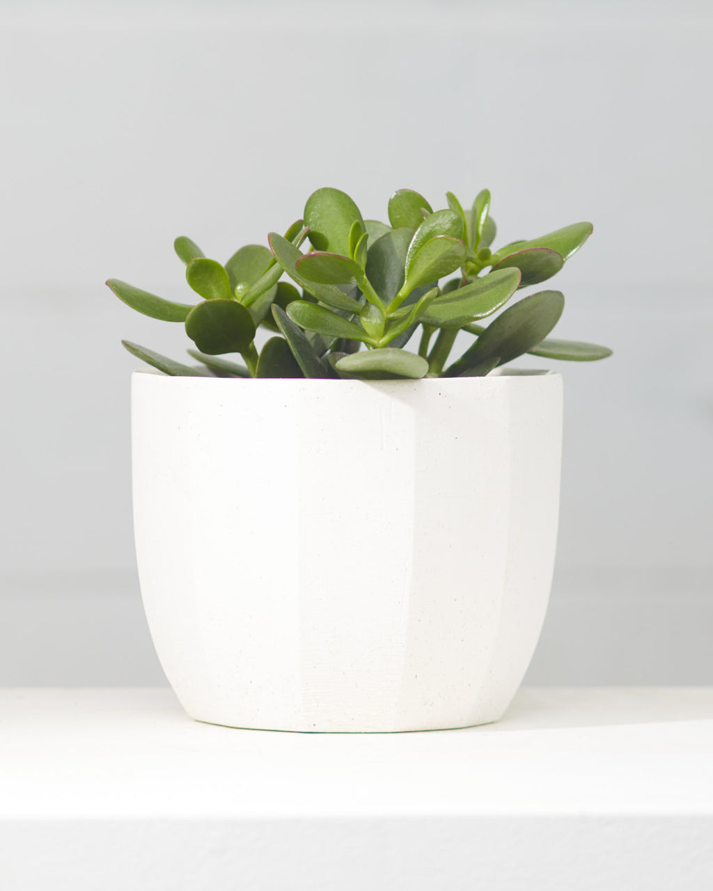 Jade Plant: Crassula ovata - 6 inch pot