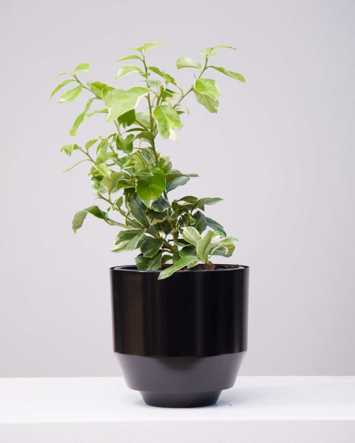 VARIEGATED PINK LEMON 8" Grower Pot