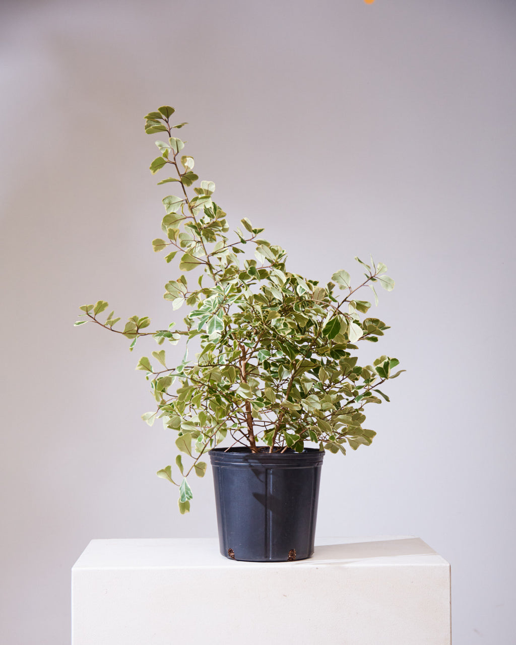 FICUS 'TRIANGULARIS VARIEGATA' 10" Grower Pot
