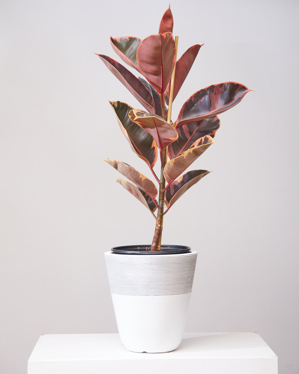 RUBBER PLANT 'FICUS ELASTICA RUBY' COLUMN 10" Grower Pot